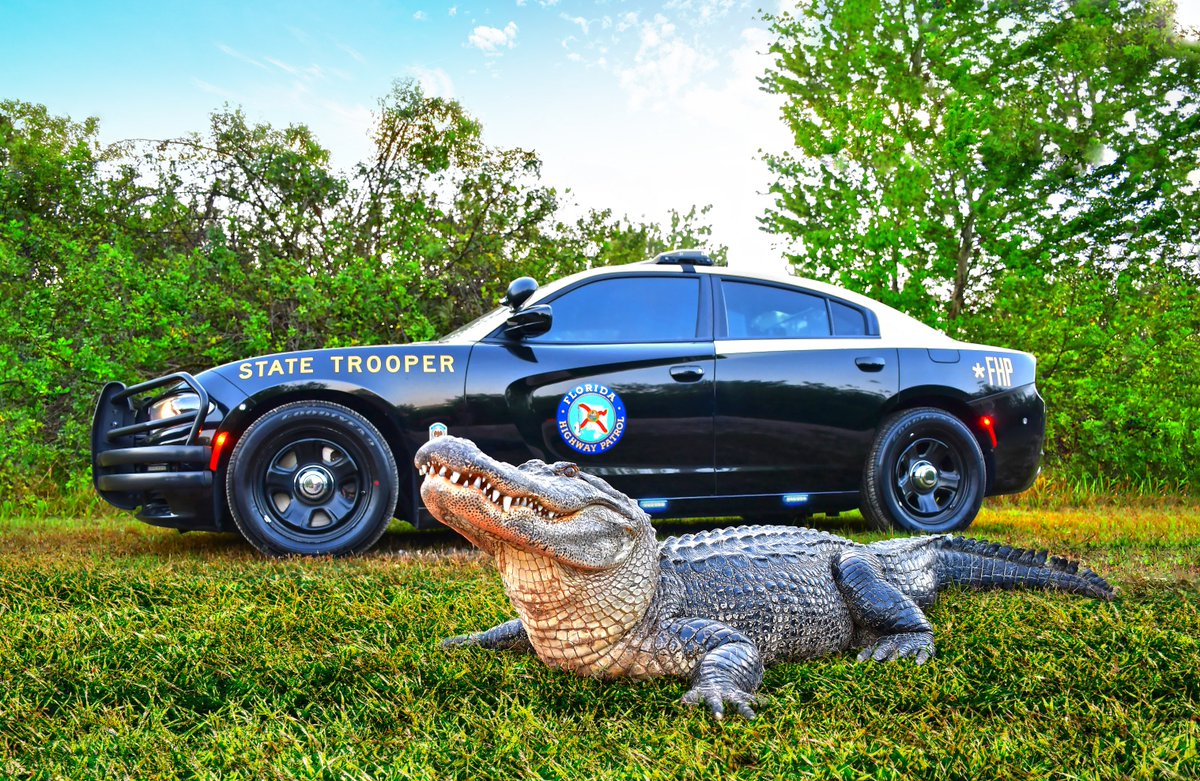 Introducing Florida’s submission for the #AASTCruiserContest! 🐊🏆

Thanks to our friends at <a href="/Gatorland/">Gatorland Orlando</a> for helping us facilitate this awesome photo! 

To vote for the Black and Tan (and for this epic gator of course) visit flhsmv.gov/vote-fhp.