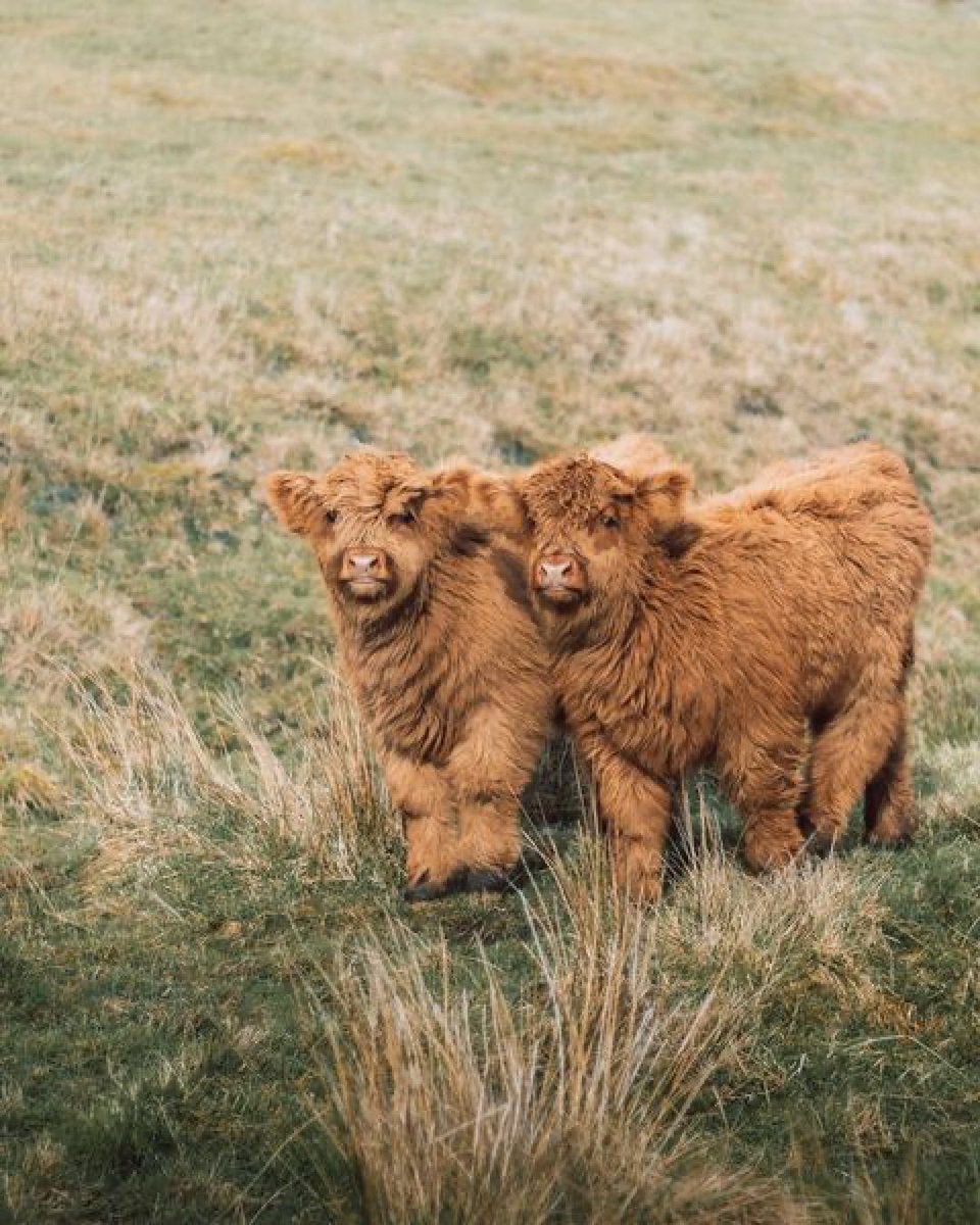 Your Friday dose of happy cows is brought to you today by Callum Buttery, who found this dynamic duo in North Lanarkshire, Scotland! 🐮