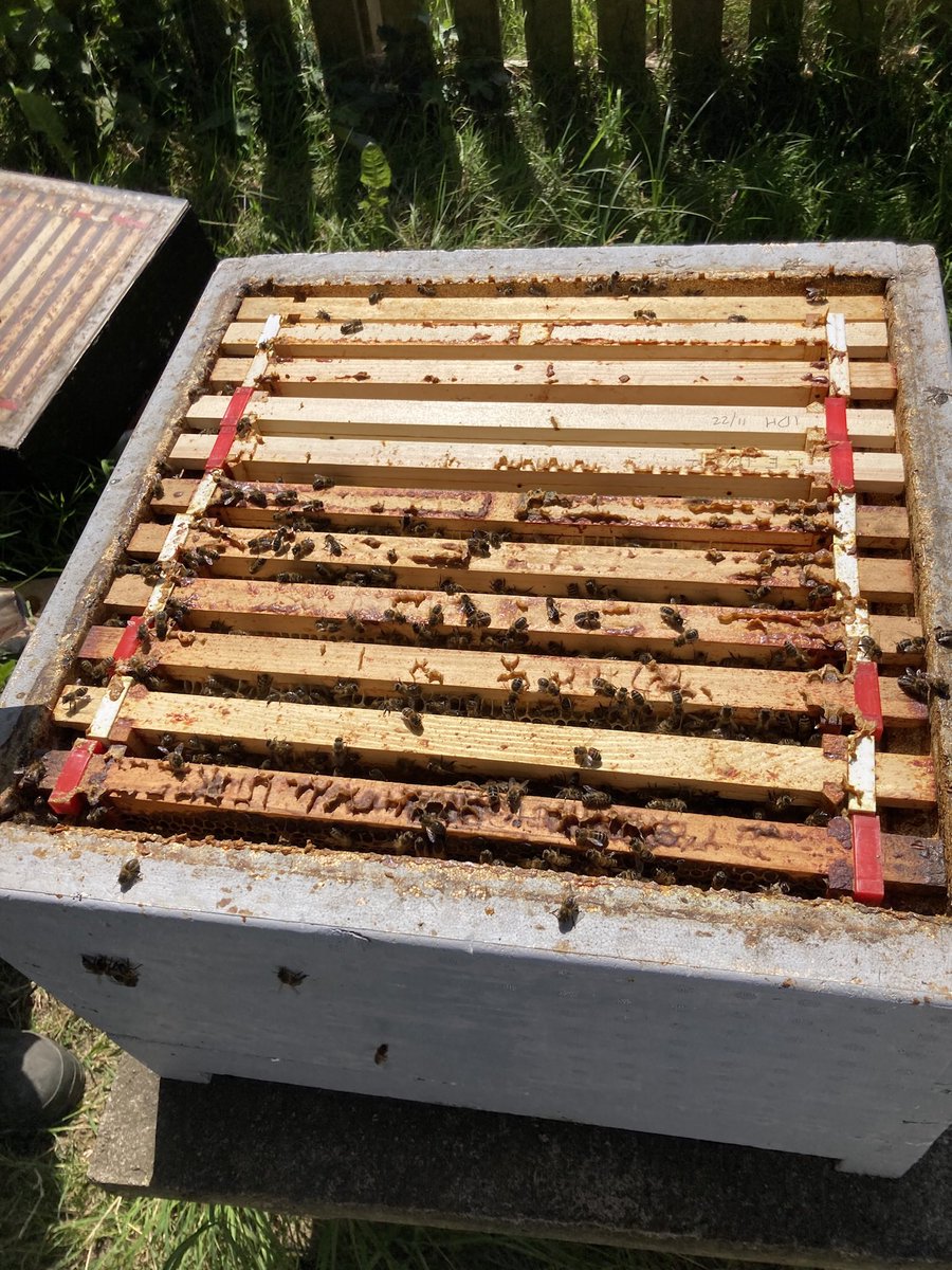 GCSEsimplified's tweet image. Well some good use of my final school inset … check out the bees 🐝 

#CPD #Inset #Apiary 🐝🐝#GCSEsimplified