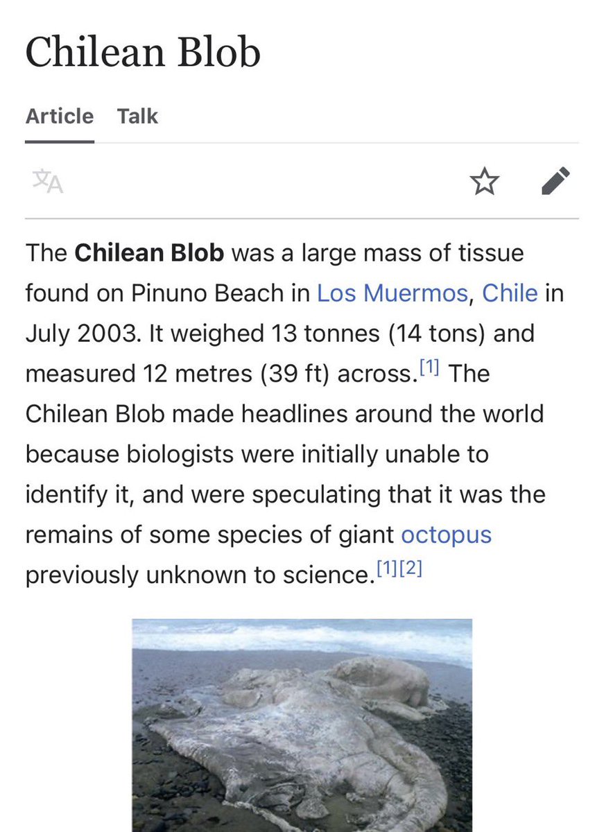 Thinking of Chilean Bob