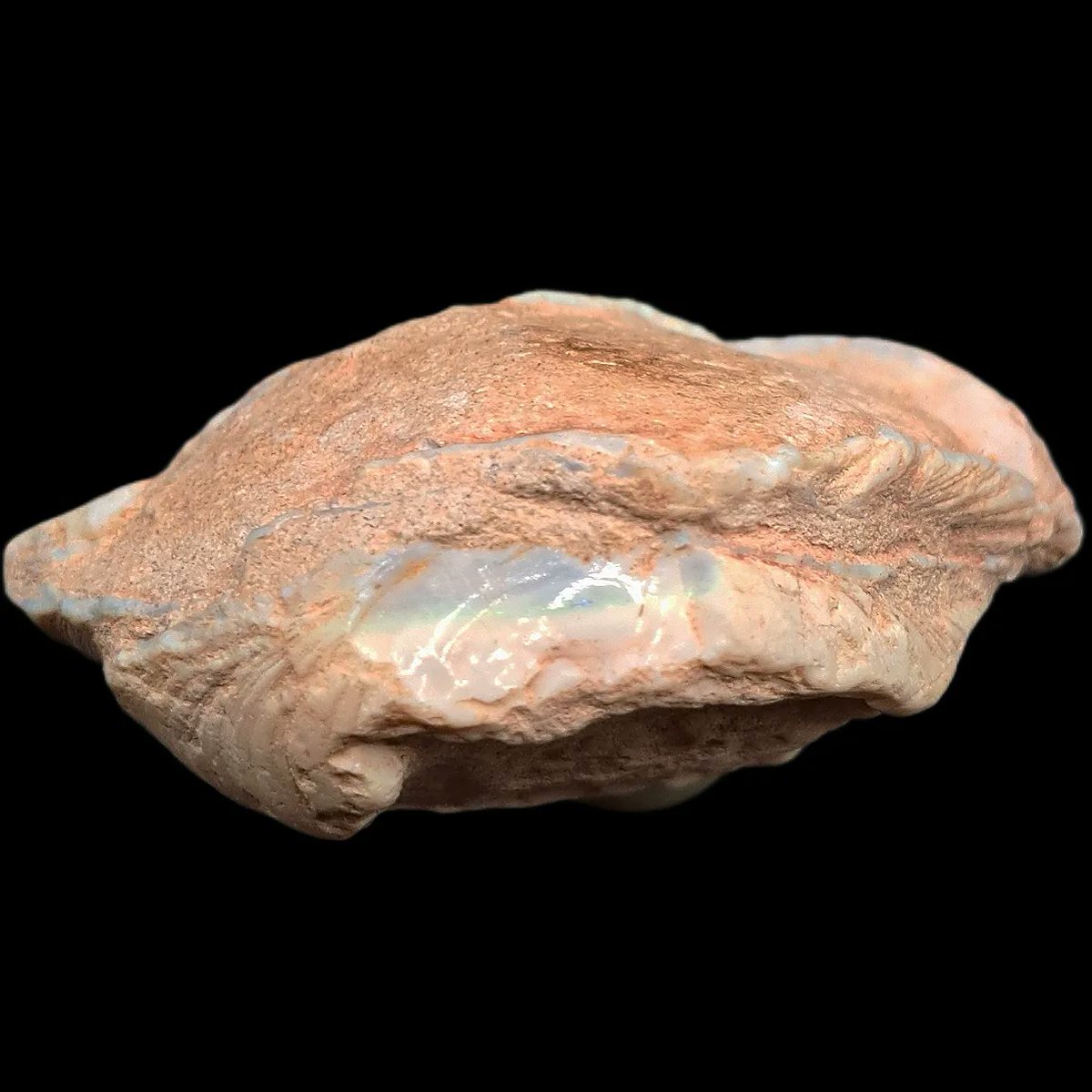 TheDailyRex's tweet image. It's a clam-tastic day? A Clam-my July? Can I buy a Bivavle Friday? Anyways, I just added a few Opalized clams and clams filled with golden calcite crystals!!! Everyone will be CLAMoring to buy these. Only @ thedailyrex.com #clams