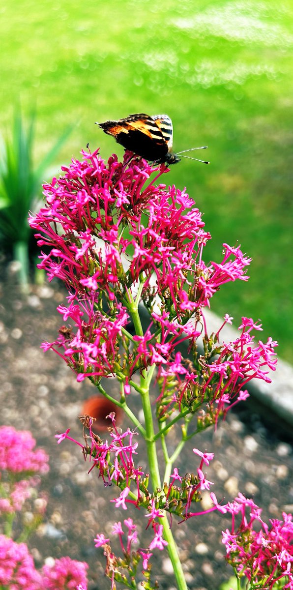 Sajhawkins1's tweet image. What a week, many highs and many lows. When it settles it’s the most numbing pain, our daughter is dead and should be alive. 

I was sat thinking about Harriet yesterday when this came and joined me 💔 ❤️ #talkaboutthem #babyloss #fridayvibes #grief