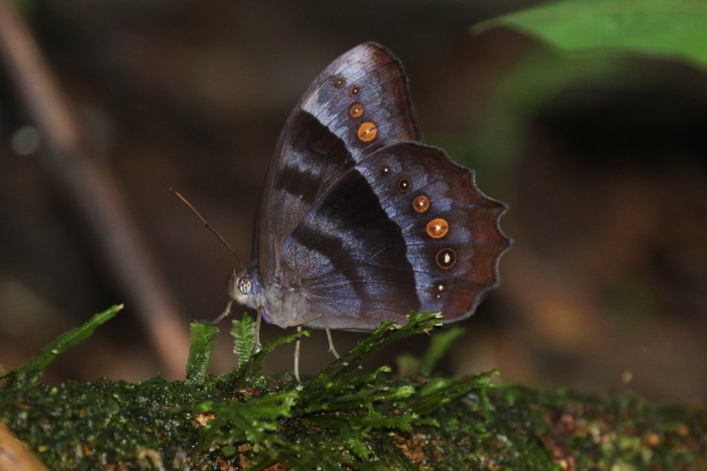 eButterfly_org's tweet photo. Estarás en el #Congreso de #Entomologia @Socolen en #Medellin #Colombia ? 

#eButterfly ahi estará! 

Ven a saludarnos y escuchar nuestra charla en el 2o piso, salon 202, el viernes 28 de julio a las 11:00 AM

Nos va a encantar saludar a todos nuestros usuarios y colaboradores!! https://t.co/ytZAAMJ5v8