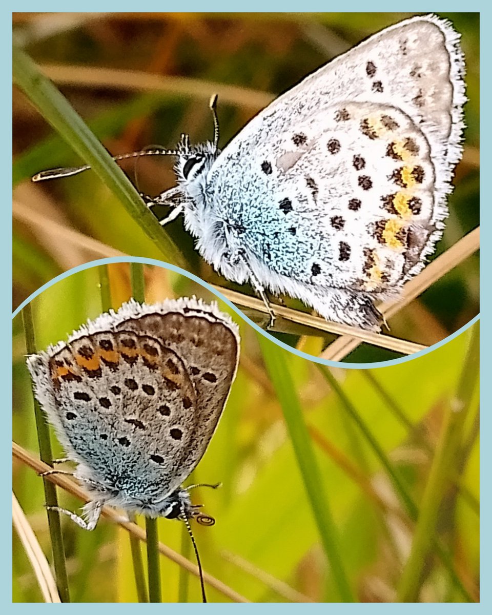 s4r4h_l's tweet photo. It's a #butterfly day! 😍🤩🎉🦋 We called at #Llandudno on our way home, and after leaving my teens at the amusement arcade I couldn't resist a last look for #silverstuddedblue, so happy to see this little one, plus grayling, holly blue, meadow brown &amp; gatekeeper! @BC_NorthWales https://t.co/tYY50hxxOA