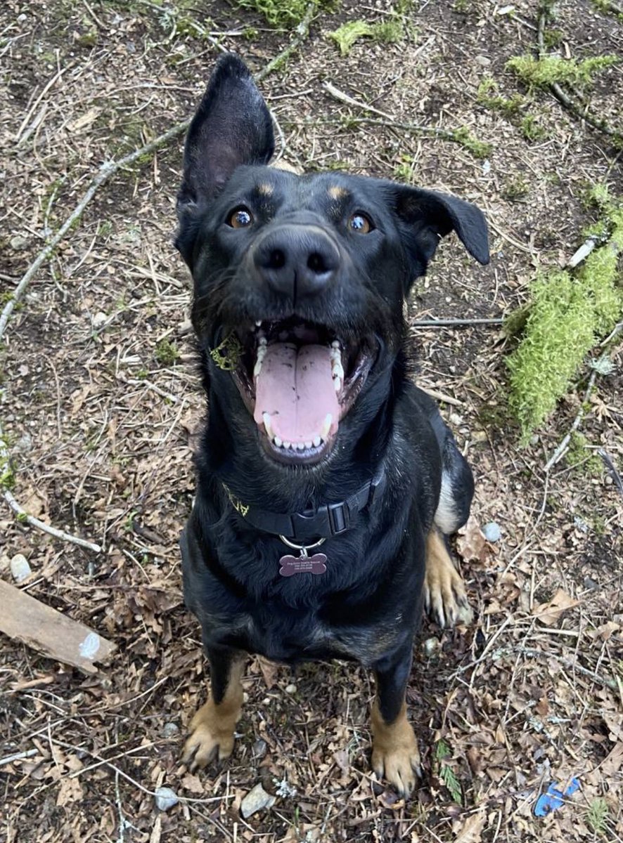 DogGoneSeattle's tweet photo. Gorgeous Demi is a one year old #GSD x #Doberman (DNA results). She will be at the Olympic Sculpture Garden this Saturday 10 to Noon to meet potential adopters. She is smart, loyal,  and social with people and dogs. https://t.co/iCfY20rAV1 https://t.co/v1ZOvNMIM2