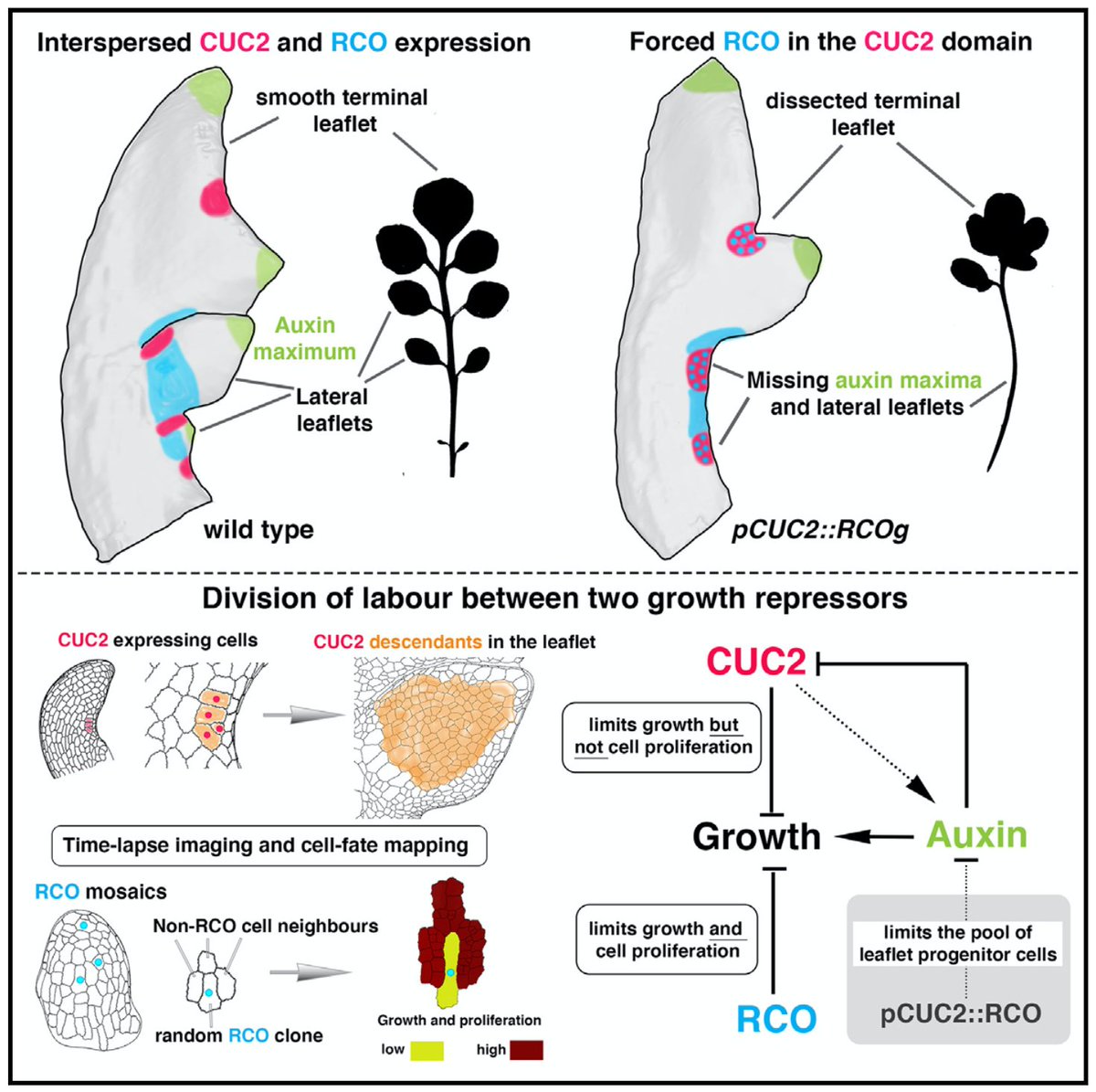 Division of labour between two growth repressors shapes Cardamine complex leaf form. A big thanks to all contributing authors from the Tsiantis lab <a href="/mpipz_cologne/">MPIPZ Cologne</a>. Also thanks to <a href="/heisler_lab/">Heisler Lab</a> for sharing genetic mosaics tools.
sciencedirect.com/science/articl…