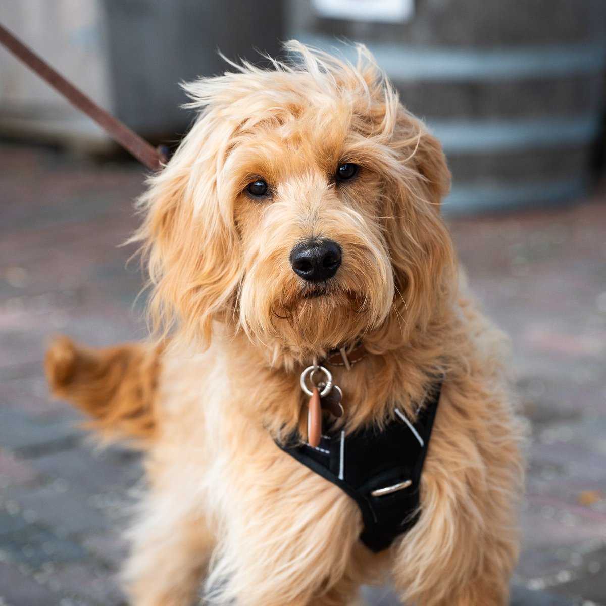 thedogist's tweet photo. Bruce &amp; Henry, Goldendoodles (7 m/o &amp; 7 y/o), Old South Wharf, Nantucket, MA • “Henry’s more photogenic.” https://t.co/XgJOTPpHPO