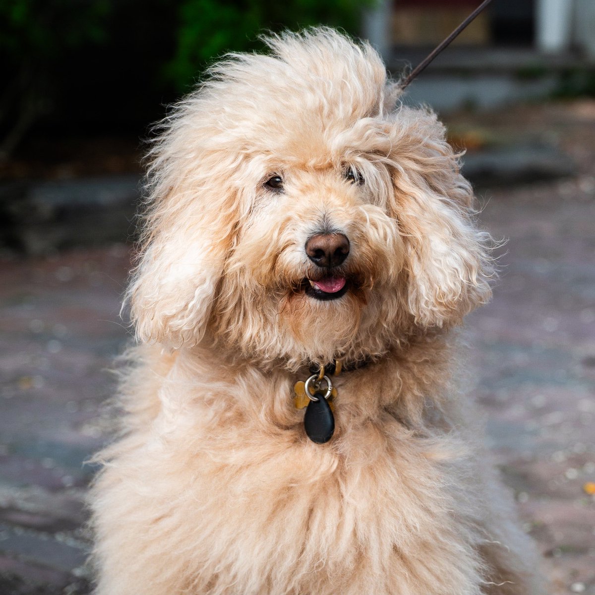 thedogist's tweet photo. Bruce &amp; Henry, Goldendoodles (7 m/o &amp; 7 y/o), Old South Wharf, Nantucket, MA • “Henry’s more photogenic.” https://t.co/XgJOTPpHPO