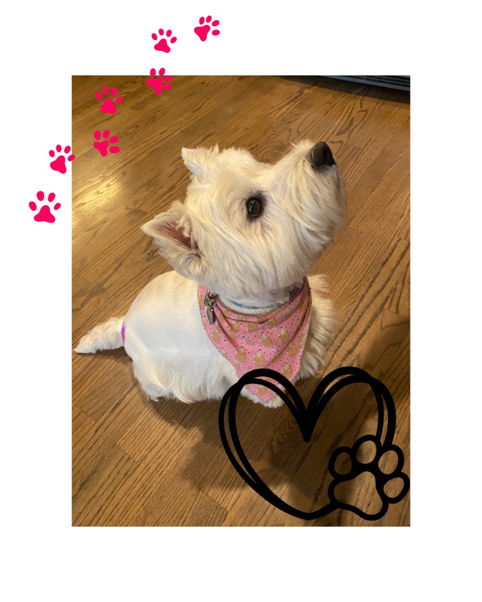 TheCleanJunkie's tweet photo. it's raining pets over here as we proudly show off our clients' furry and not furry family members! check out our highlights for more!  
#chicagocleaningservices #cleaningmotivation #pets #deepclean #cleaningarmy https://t.co/KIE2XbBtc0