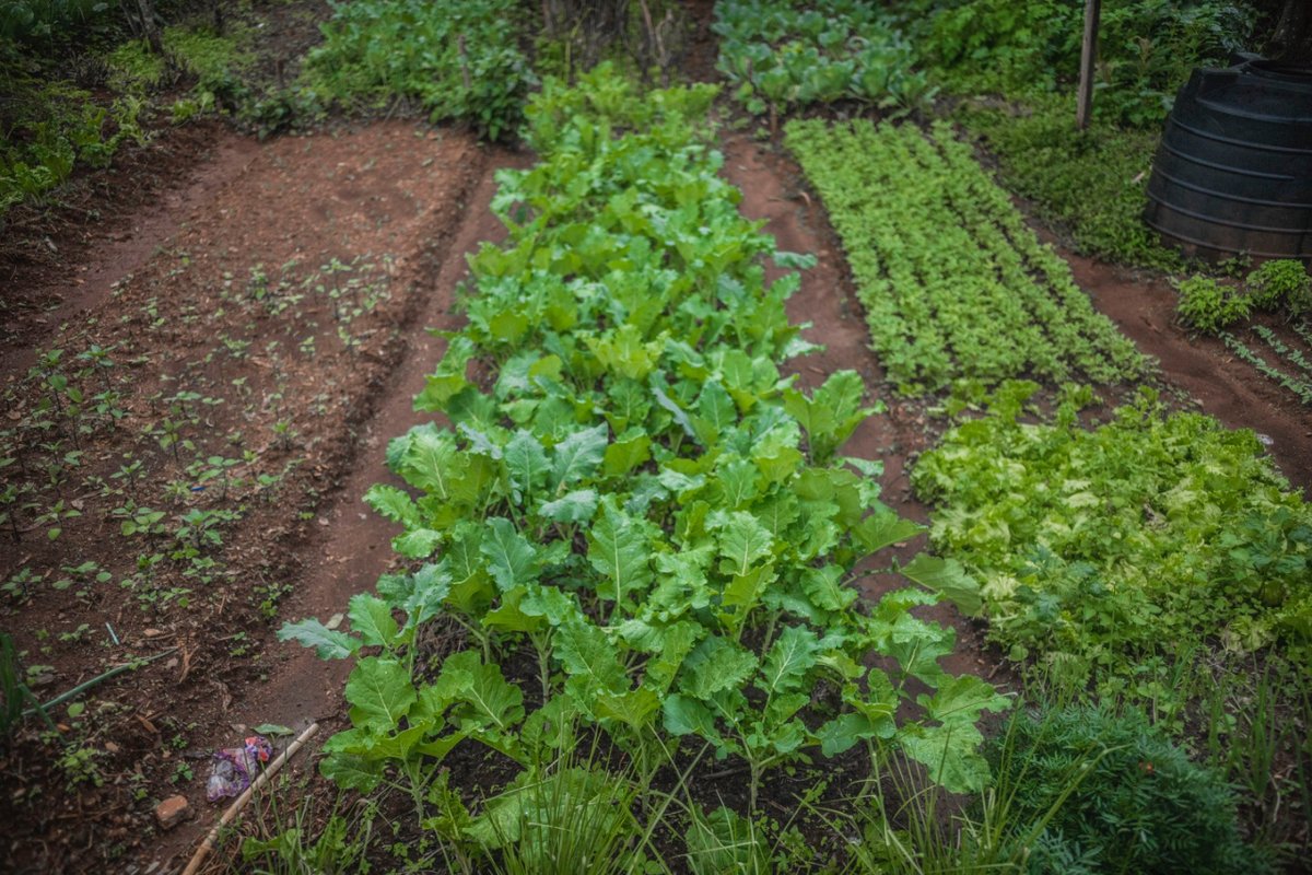 NaturalCalmCA's tweet photo. Here at Natural Calm Canada, we work with Thrive For Good to make a difference in communities.
Planting something new every day is a policy that ensures the sustainability of a variety of food at all times. What have you planted today?
#thriveforgood
#organicfarming
#planting https://t.co/2v94rF9rcy