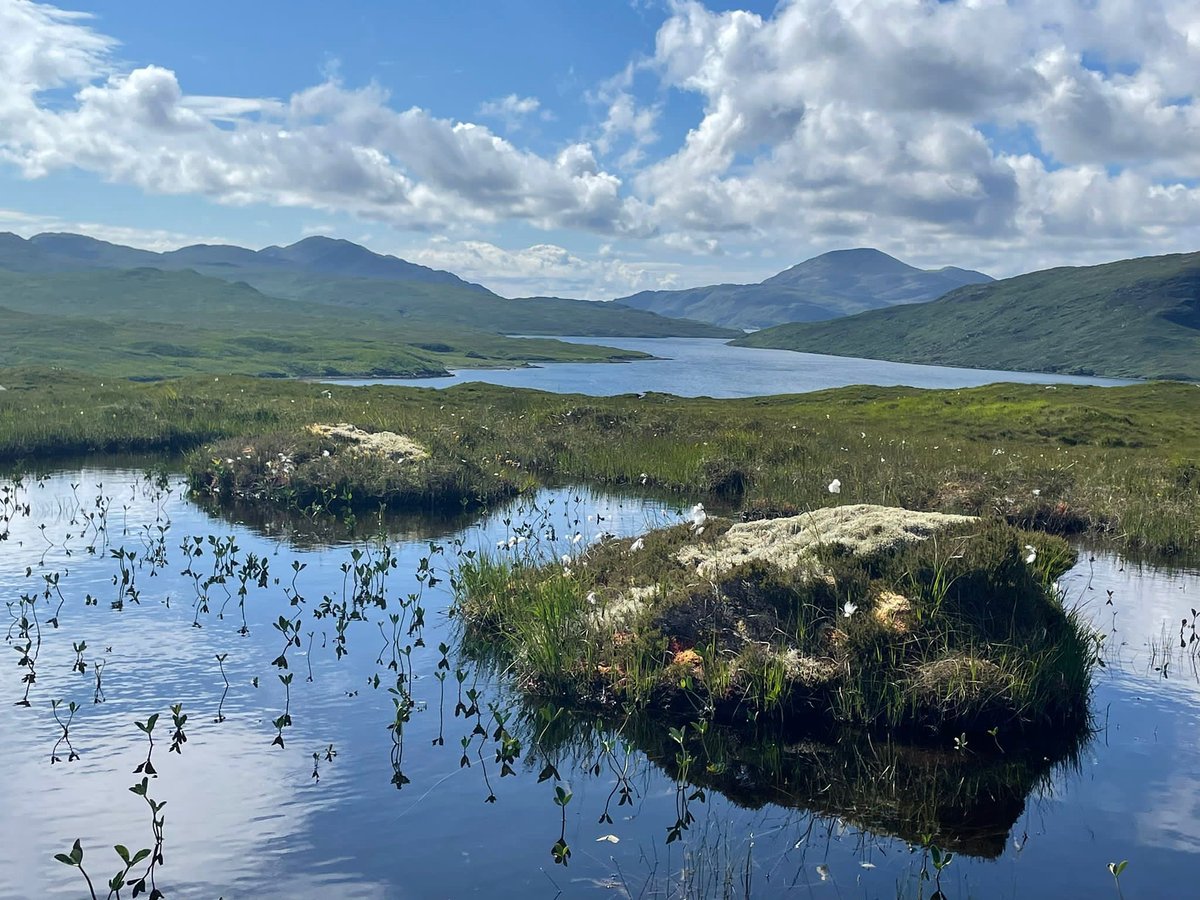 CaleyClimate's tweet photo. #FloraFriday 🌱
#Hebridean edition
#Bogbean (#Menyanthes #trifoliata) is the plant growing the fresh water pools in the foreground. As you can see, it is happiest submerged in shallow waters.
What a beautiful shot of these incredible plants on #TheIsleofLewis last week 🏔️🌱 https://t.co/GJpAjorpYA