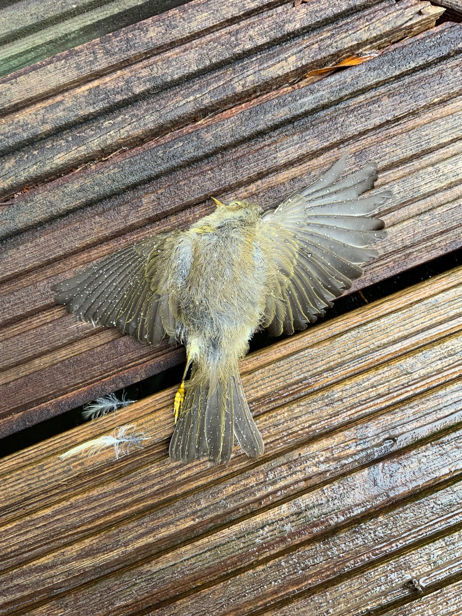 QueensOxBiology on Twitter "Very sad, but a young bird flew into the window at my mum’s house