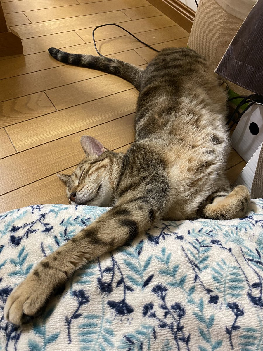 siropirania's tweet photo. 寝る寝る寝る吸いたすぎる
#猫好き　#猫　#猫好きさんと繋がりたい https://t.co/eOwPlJx4pN