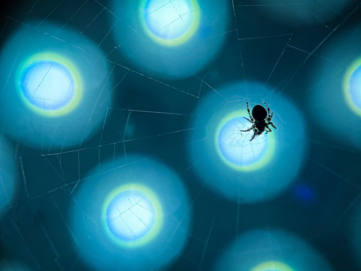 IP11 + Macro Lens + Jumping Spider + LED