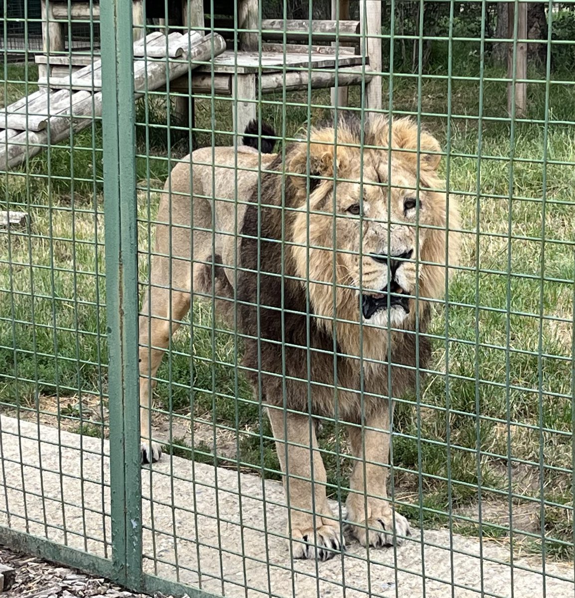 NatCBrooks's tweet photo. The absolute highlight of the day ๐ฆ๐ Getting to hand feed this magnificent 174kg chap, Sahee the Asiatic Lion! ๐งก๐พ Just WOW! ๐ฅฐ๐๐๐ผ
@TheBigCatSanct #bigcatsanctuary #bcs #lovelions๐ฆ #sahee #asiaticlion #handfeed #incredible https://t.co/EkX7ZwNJIo