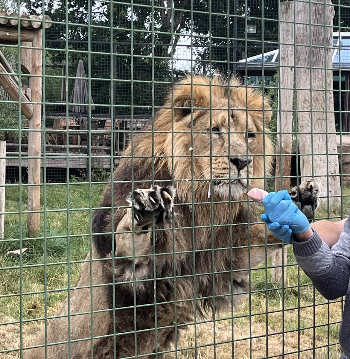NatCBrooks's tweet photo. The absolute highlight of the day ๐ฆ๐ Getting to hand feed this magnificent 174kg chap, Sahee the Asiatic Lion! ๐งก๐พ Just WOW! ๐ฅฐ๐๐๐ผ
@TheBigCatSanct #bigcatsanctuary #bcs #lovelions๐ฆ #sahee #asiaticlion #handfeed #incredible https://t.co/EkX7ZwNJIo