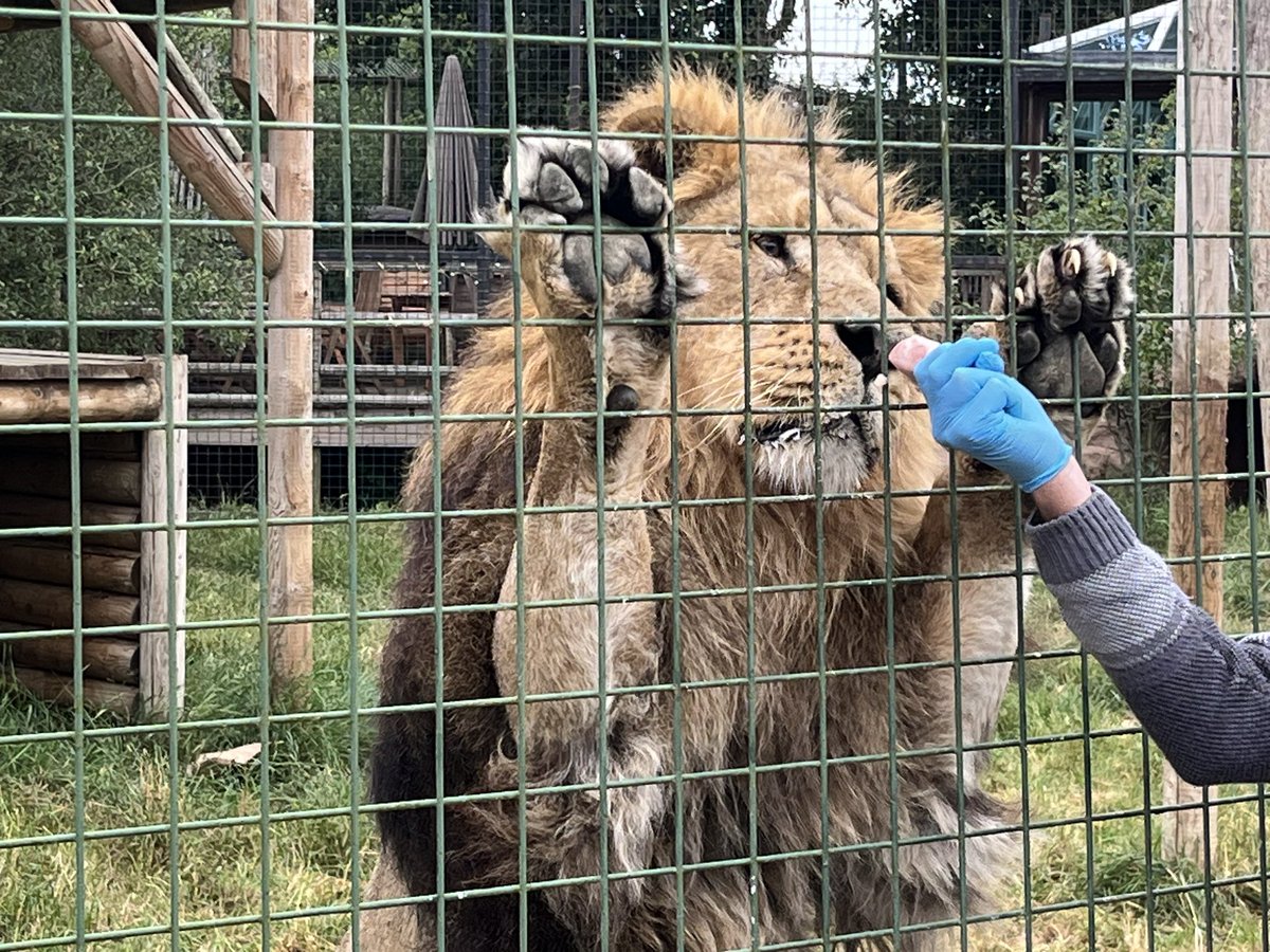 NatCBrooks's tweet photo. The absolute highlight of the day ๐ฆ๐ Getting to hand feed this magnificent 174kg chap, Sahee the Asiatic Lion! ๐งก๐พ Just WOW! ๐ฅฐ๐๐๐ผ
@TheBigCatSanct #bigcatsanctuary #bcs #lovelions๐ฆ #sahee #asiaticlion #handfeed #incredible https://t.co/EkX7ZwNJIo