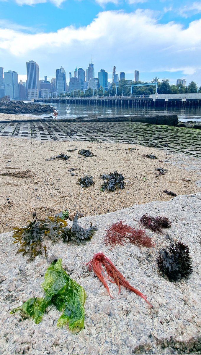 Some phycotourism in Brooklyn for #PhycologyFriday