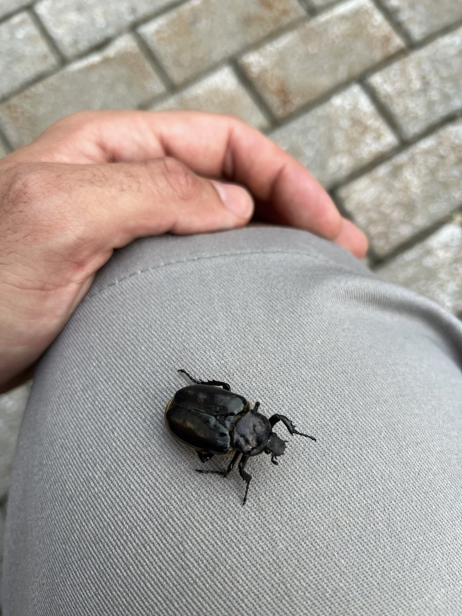 Osmoderma eremicola found at @mcgillu campus. Woodland biodiversity in the center of a metropolitan.