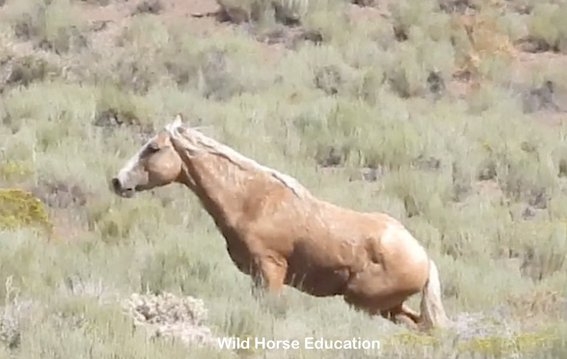 WildHorseEdu's tweet photo. We lost a friend. Video at link &amp; a write up by our founder. >> https://t.co/rBfMYpF7cn
The life of a sweet Stallion ended at the roundup with these words: Palomino (Stud); Humanely Euthanized (Acute-Sudden); Fractured Leg due to compound break in the left rear leg.
#WildHorses https://t.co/8CHEOX1awj