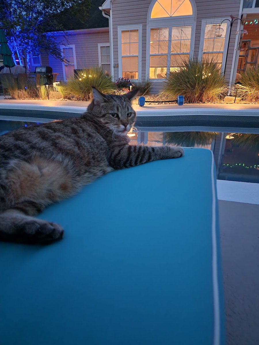 bobthecat2016's tweet photo. Jack gave me my side eye last night when I sat down on his chaise 👀😂
Told him it was time to come in. https://t.co/mOIVJBqv5l