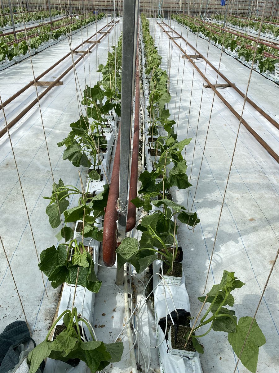 Welgro Produce tweet media