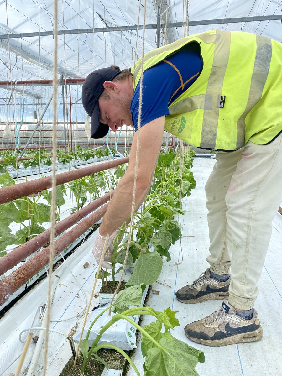 Replanting week! Thank you to our team for cleaning out and planting up some of our glasshouses. Plants are tied up and settling in well. Harvesting will begin within 3 weeks!  #cucumber #replant #salads