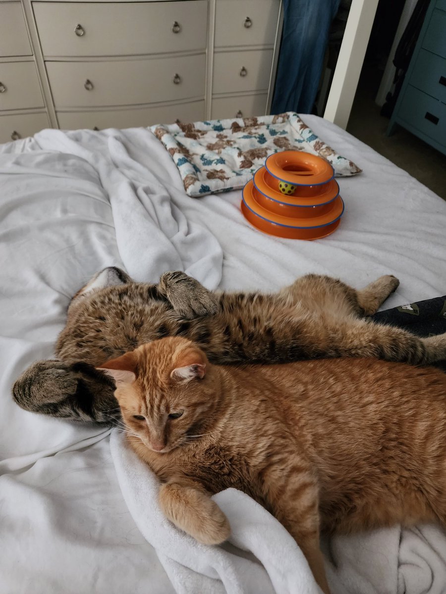 bobthecat2016's tweet photo. Nobody wanted to get up this morning. https://t.co/k4Qxa8Fbf7