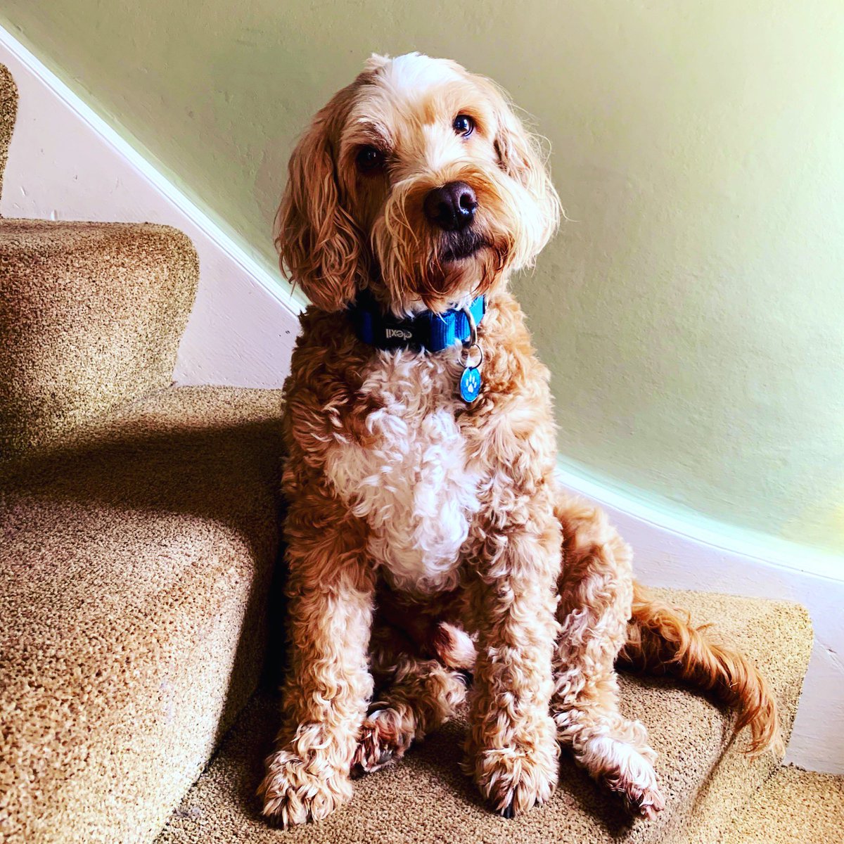 AlwaysDivineLiz's tweet photo. I AM having a break from Twitter atm but I do have a genuine question? Recently, there’s been lots of talk about #cockerpoos bought in lockdown being abandoned. Does anyone know of a charity I could contact regarding them. Preferably a young Cockerpoo 3-6 months. Tyia. https://t.co/1cBMxqZV8S