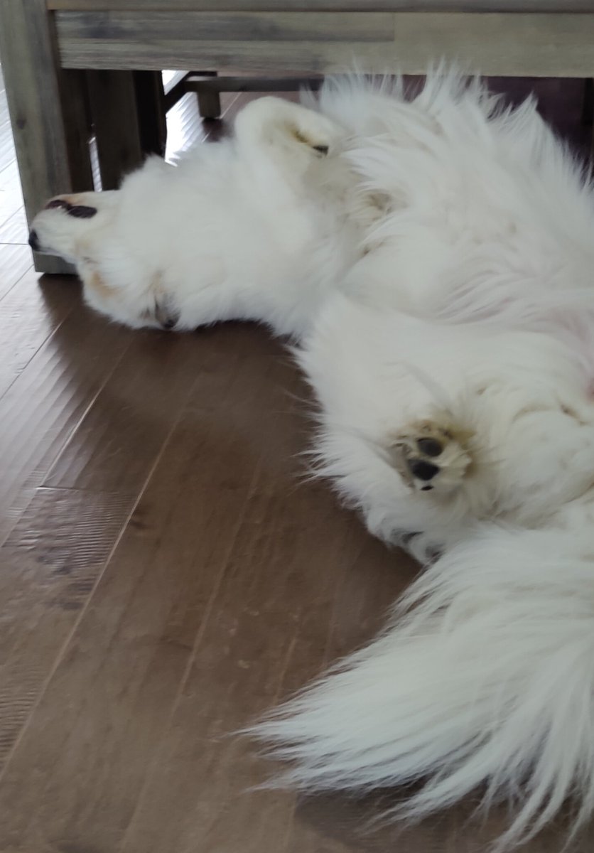 djordsh's tweet photo. @contextdogs https://t.co/ZfxEMEF7eX