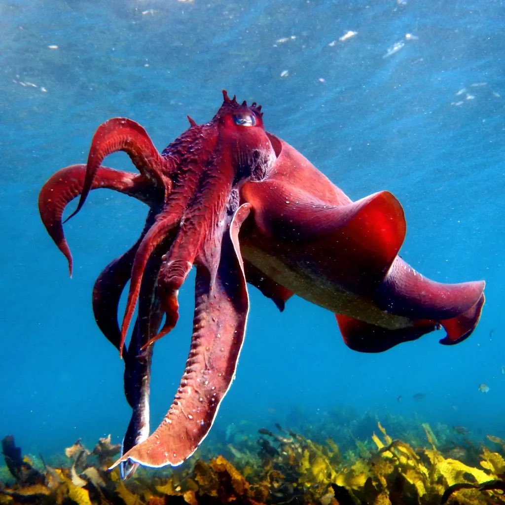 Hi guys I’m back after a long hiatus :) 
This is the Giant Australian Cuttlefish and they’re found in the Southern waters of Australia! 
Fun fact!: A Cuttlefish’s skin has a higher resolution than an iPhone X
I hope you guys are having a great day! Please treat yourself for me ♡