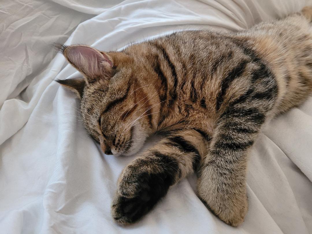 bobthecat2016's tweet photo. @ShouldHaveCat 😴 https://t.co/vmFuvtlAZA