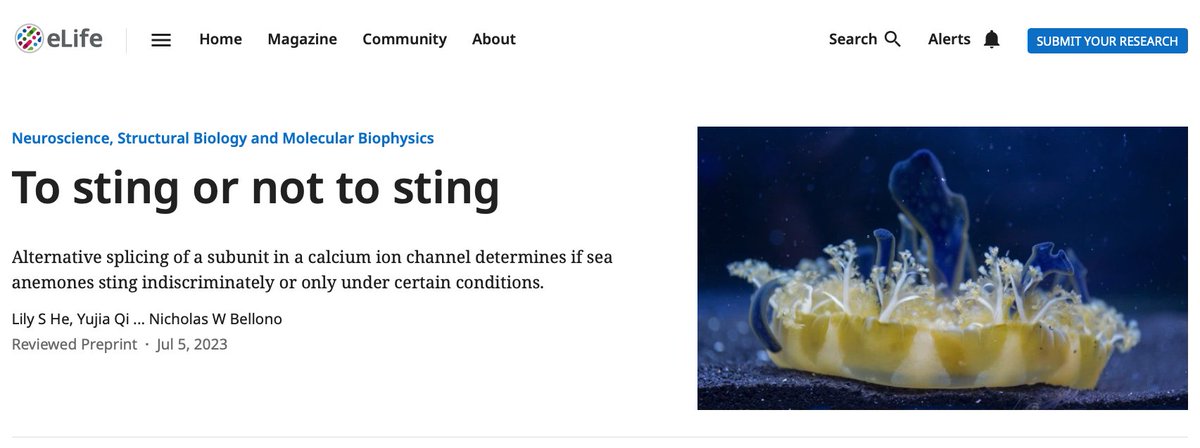Nicholas Bellono (@nbellono) on Twitter photo How do jellyfish and anemones decide when to sting? Here, we ask "to sting or not to sting" <a href="/Lilypetal87/">Lily He</a> <a href="/CoreyAHAllard/">Corey Allard</a> <a href="/wendyssae/">Wendy Valencia</a> @stephalopod @AgneseSeminara <a href="/eLife/">eLife - the journal</a> <a href="/MCB_Harvard/">MCB_Harvard</a>
elifesciences.org/reviewed-prepr⦠How do jellyfish and anemones decide when to sting? Here, we ask "to sting or not to sting" <a href="/Lilypetal87/">Lily He</a> <a href="/CoreyAHAllard/">Corey Allard</a> <a href="/wendyssae/">Wendy Valencia</a> @stephalopod @AgneseSeminara <a href="/eLife/">eLife - the journal</a> <a href="/MCB_Harvard/">MCB_Harvard</a>
elifesciences.org/reviewed-preprā¦