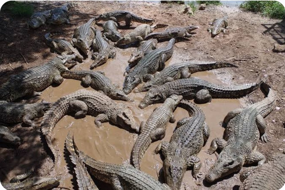 saikou_fall's tweet photo. Quand la couverture du pouvoir commence à s'enlever telle une mare qui s'asseche au grand péril des crocodiles.. https://t.co/diPmJKWB5x