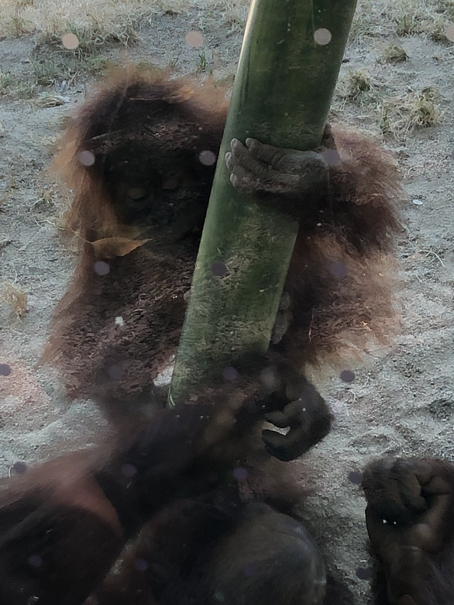 MaxGarza34's tweet photo. @MrBeast Monkey https://t.co/hadCarsvSJ