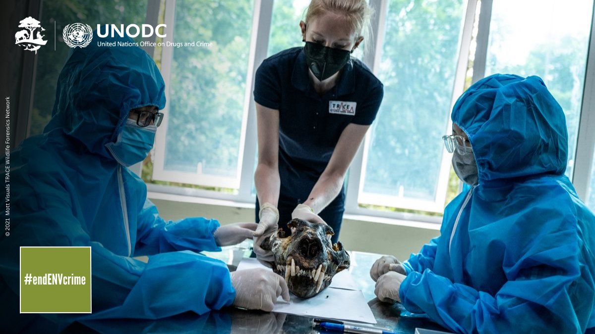 Poaching, deforestation &amp; #crimesinfisheries threaten biodiversity &amp; climate. From trainings on crime scene mgmt and lab analysis to providing bench books for judges, every step is critical towards creating a deterrent &amp; ensuring justice. #endENVcrime
shorturl.at/awNP9