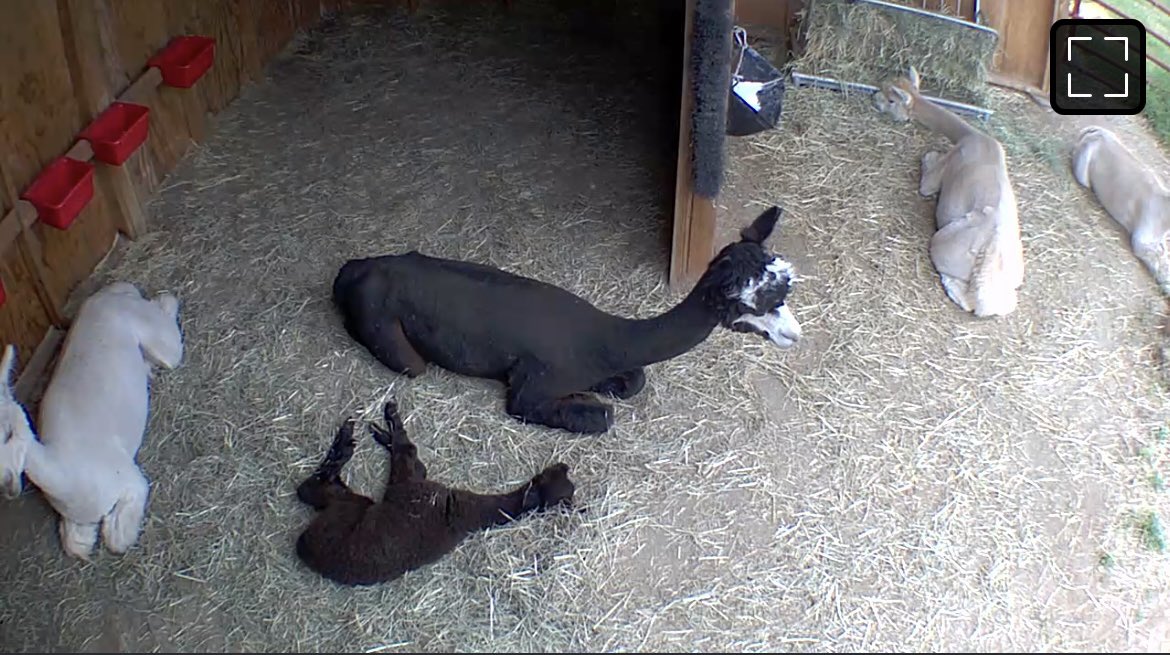 It’s hard being a cria y’all