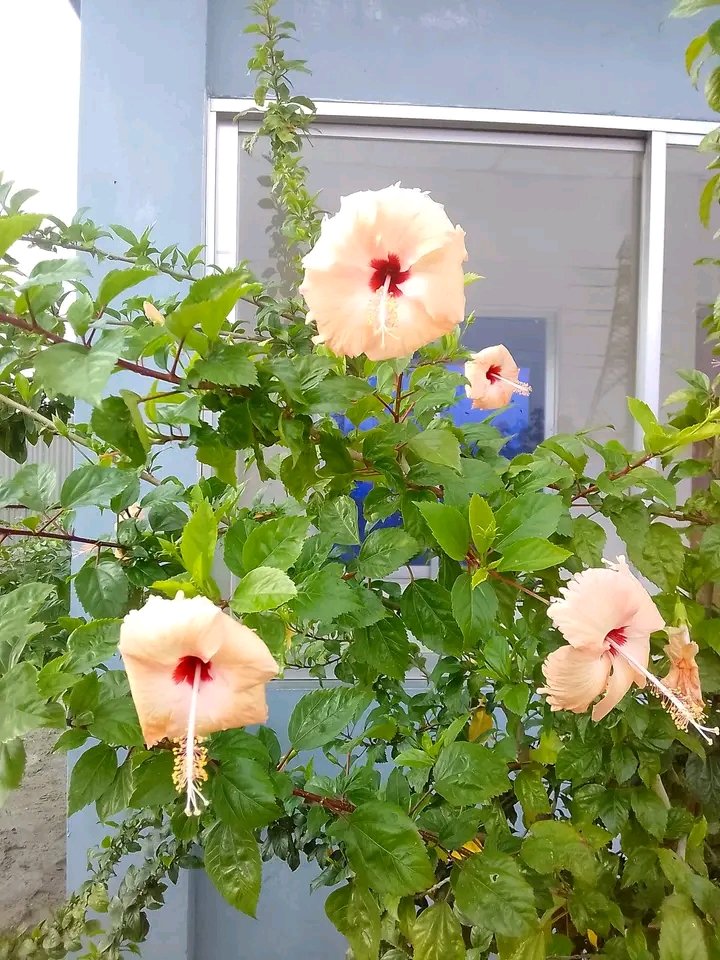 "তুমি সুন্দর তাই চেয়ে থাকি সে'কি মোর অপরাধ″