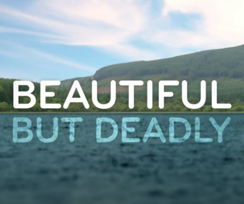 DwrCymru's tweet photo. ❌ Don't take the risk - remember that unauthorised swimming in reservoirs is never allowed.

⛔ Hidden machinery, deadly currents and freezing temperatures can cause even the strongest of swimmers to drown.

👉 https://t.co/3rG7FEqPtL https://t.co/e8uXPcp4Y7