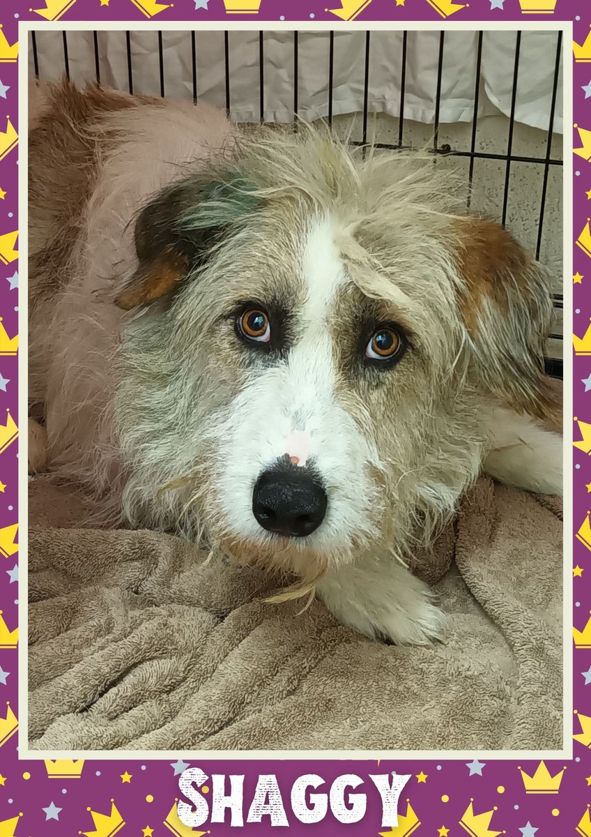 OakwoodRescue's tweet photo. Shaggy would like you to retweet him so the people who are searching for their perfect match might just find him 💚🙏 https://t.co/75eERcMX47 
#teamzay #dogsoftwitter #rescue #rehomehour #adoptdontshop #k9hour #rescuedog #adoptable #dog https://t.co/CUJCHgq4wY