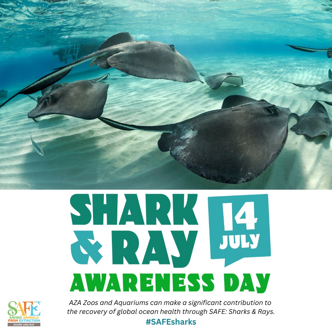 Overfishing and bycatch – the unwanted fish caught during commercial fishing – are the greatest threats to sharks and rays. AZA institutions and conservation partners are making progress to save sharks and rays, by working to move fisheries towards sustainability. Choose