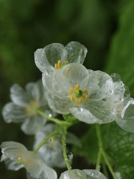 lavieestbelIe's tweet photo. Skeleton flowers https://t.co/1i5BOpQaGf