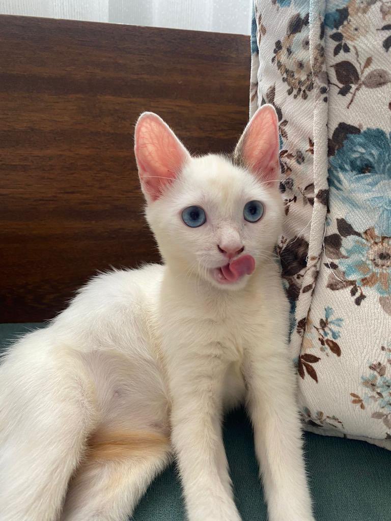 sınırlı sayıdaki rockçı serpil modelimizden son 1 tane kaldı🤙 tam bi sosyal kelebek✨ siz ona değil o size yuva olur🫵🫵 bu şapşalla ilgilenen istanbul içi taliplerimizi bekliyoruz✍️✍️