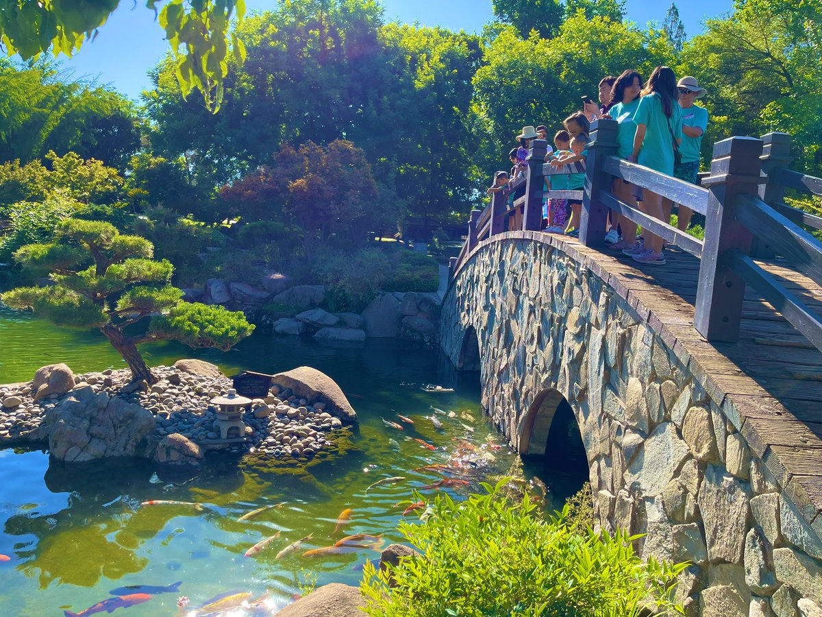 fresno_nishi's tweet photo. 5th day of the Kodomo center activity. Children are visiting the Shinzen Garden and feeding Koi fish (carp) on the traditional Japanese wood bridge today.
#Nishihongwanji #Preschool #Summer #program #Japanese #culture #Buddhism #Fresno #Betsuin #フレズノ別院 https://t.co/OsiS3LekbO