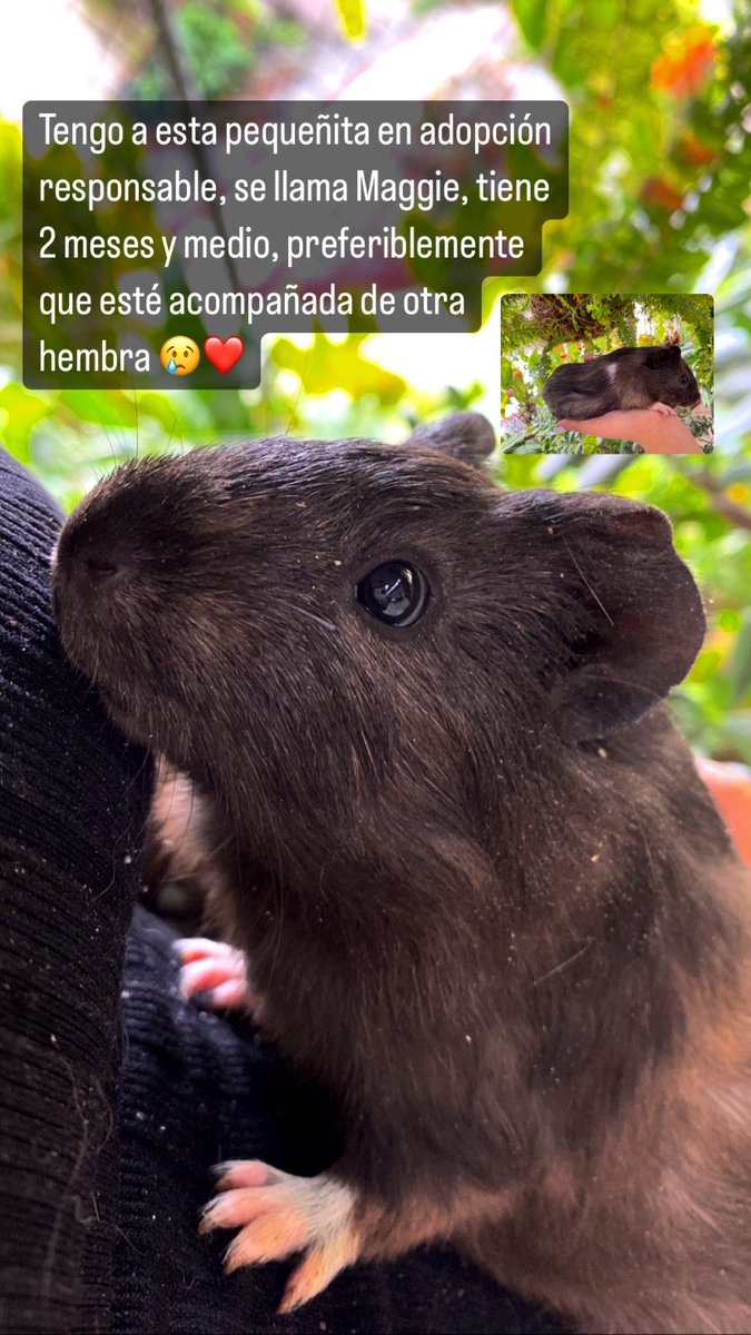 Maggie busca hogar 🐹💖
Tiene 2 meses y medio
Es súper amorosa y busca una familia, por si alguno está interesado o saben de alguien 🫶🏽