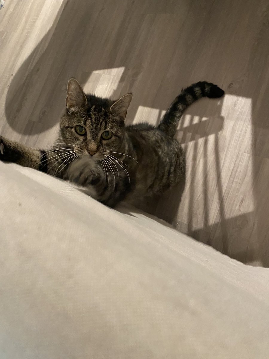 ShiningEspeon tweet media