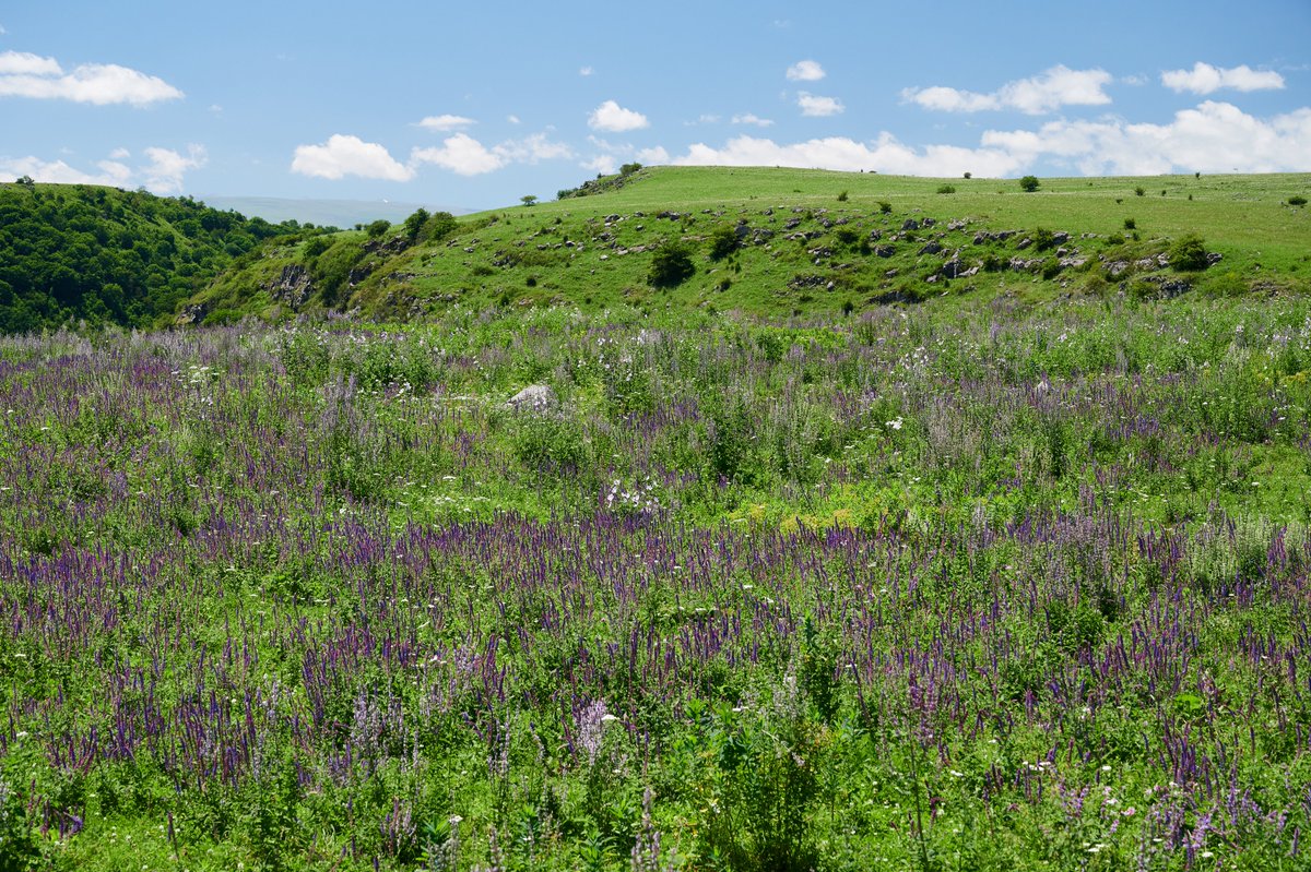 NErbSatullo's tweet photo. Got to take some new colleagues to the site I'll be excavating in two weeks, and it was the most beautiful I've ever seen it--covered in purple and white wild mint flowers. See you soon, Dmanisis Gora! #ProjectARKK https://t.co/qmG8ZhD6GH