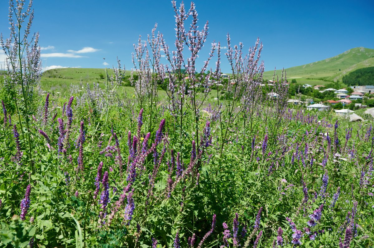 NErbSatullo's tweet photo. Got to take some new colleagues to the site I'll be excavating in two weeks, and it was the most beautiful I've ever seen it--covered in purple and white wild mint flowers. See you soon, Dmanisis Gora! #ProjectARKK https://t.co/qmG8ZhD6GH