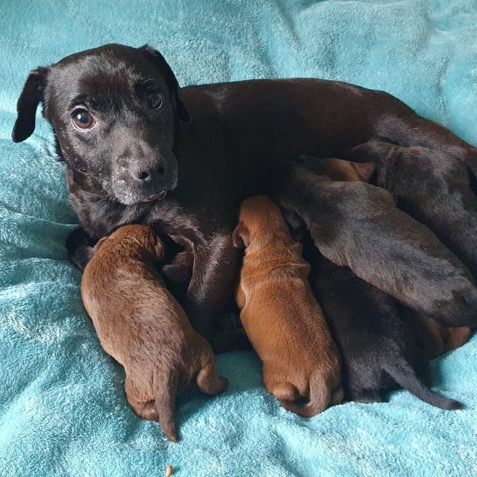AdoptionsUk's tweet photo. Urgent please retweet, Dora, previously abused, arrived in rescue pregnant and has had her puppies, but is now desperate for a foster or forever home #YORKSHIRE   She can only stay where she is for one more week, Please give her an extra share 
DETAILS 👇 https://t.co/B7WFUs3STS https://t.co/h6MugEVXbl
