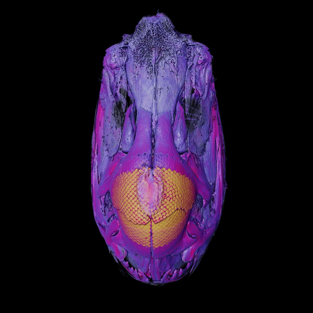 Kory Evans Ph.D. tweet media